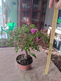 BONSAI BOUGAINVILLEA 40x15x10
