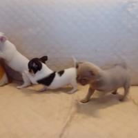 Chiuhuha maschi con pedigree