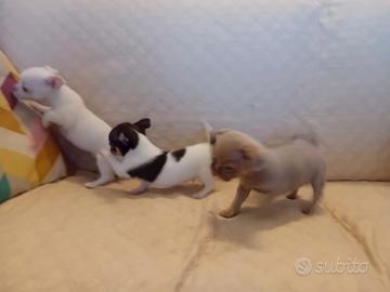Chiuhuha maschi con pedigree