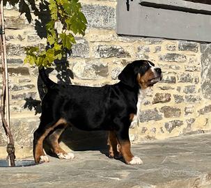 Grande bovario svizzero cuccioli stupendi