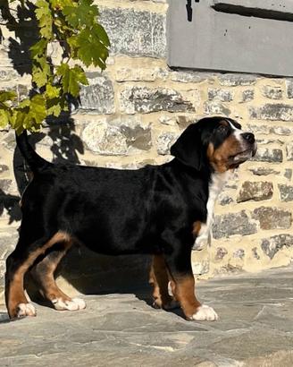 Grande bovario svizzero cuccioli stupendi