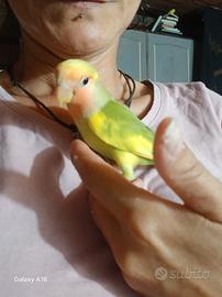 All.amatoriale inseparabile maschio all.a mano