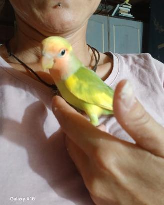 All.amatoriale inseparabile maschio all.a mano