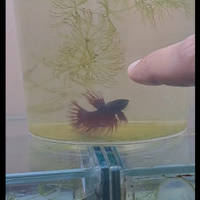 Betta maschi e femmine