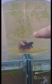 Betta maschi e femmine