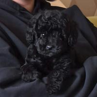 Dolcissimo cucciolo maschio di barboncino toy nero