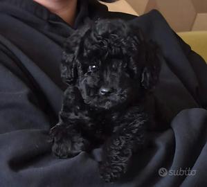 Dolcissimo cucciolo maschio di barboncino toy nero