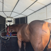 Cavalla psi 5 anni x trekking brava in tutto sia m