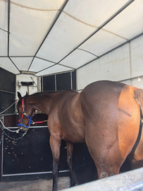 Cavalla psi 5 anni x trekking brava in tutto sia m