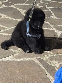 Cuccioli di Pastore Tedesco