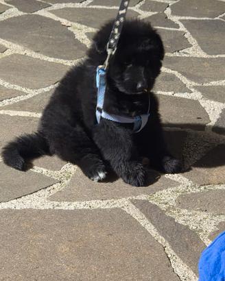 Cuccioli di Pastore Tedesco