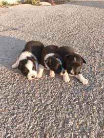 Cuccioli di border collie