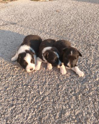 Cuccioli di border collie