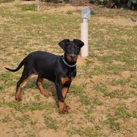 Dobermann pedigree ENCI
