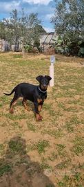Dobermann pedigree ENCI