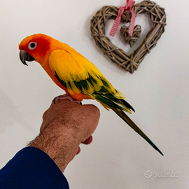 Conuro del sole allevato a mano