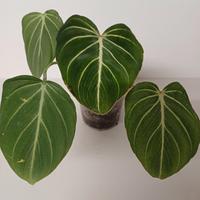 Philodendron Gloriosum