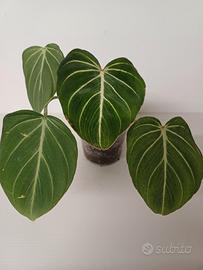 Philodendron Gloriosum