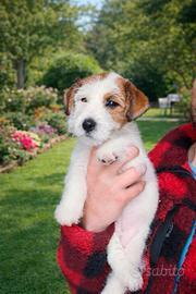 Jack Russell pelo ruvido