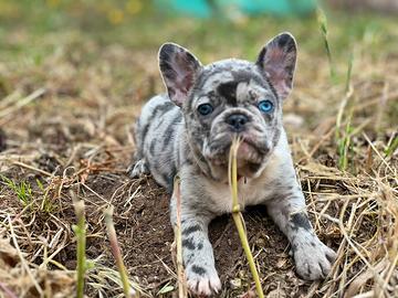 Cucciola di bulldog francese blu merle - Animali In vendita a Palermo