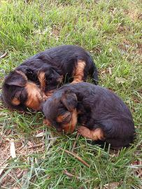 Cucciolo yorkshire 3 mesi nato il 1° maggio