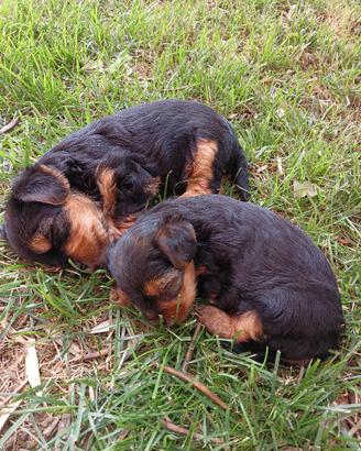 Cucciolo yorkshire 3 mesi nato il 1° maggio