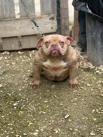 American bully micro exotic