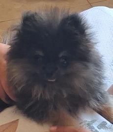 Spitz tedesco