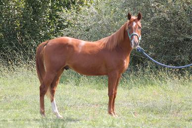 Paint castrone 3 anni