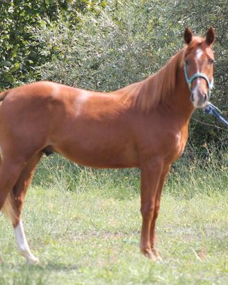 Paint castrone 3 anni