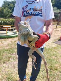 Iguana adulta