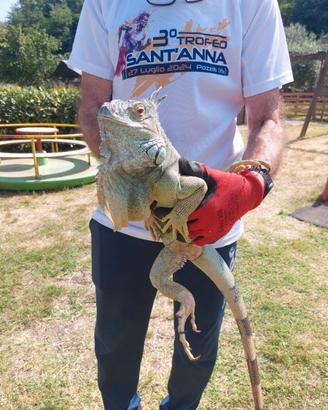 Iguana adulta