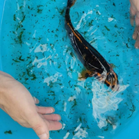 Carpa koi