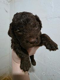 Cuccioli di Lagotto Romagnolo