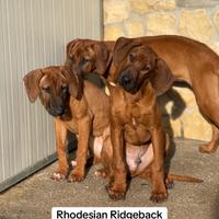 Cuccioli di Rhodesian Ridgeback con pedigree