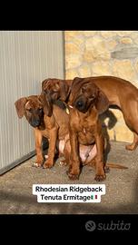 Cuccioli di Rhodesian Ridgeback con pedigree