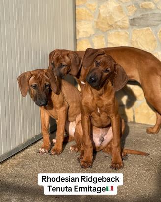 Cuccioli di Rhodesian Ridgeback con pedigree