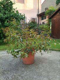 Pianta di Sizygium