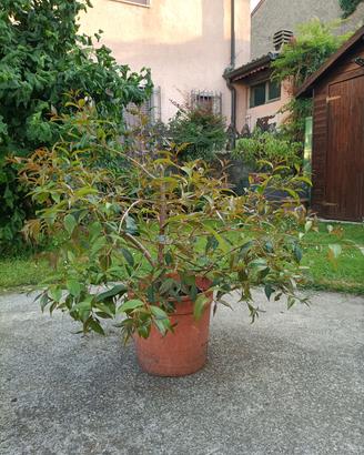 Pianta di Sizygium