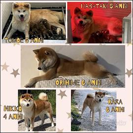 Akita Inu e Shiba Inu - in pensione -sterilizzati