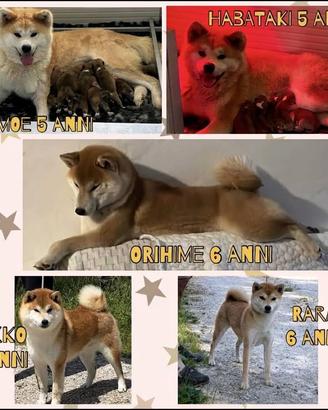 Akita Inu e Shiba Inu - in pensione