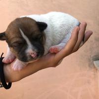 Cuccioli di bordie collie