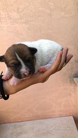 Cuccioli di bordie collie