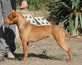 Femmina American Pitbull terrier