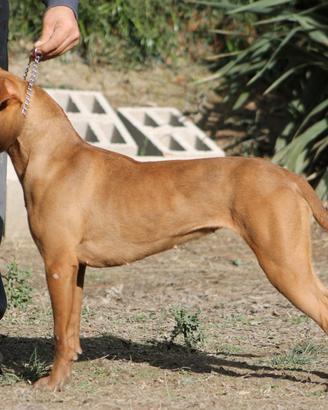 Femmina American Pitbull terrier