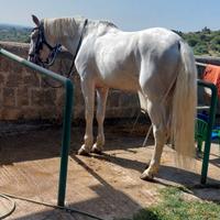 Cavallo andaluso