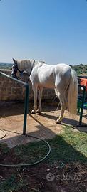 Cavallo andaluso