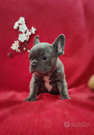 Bulldog Francese