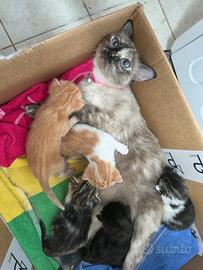 Cinque gattini disponibile, 15 ottobre
