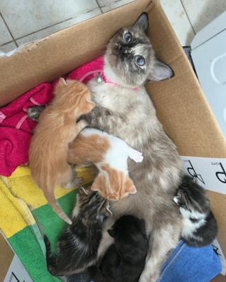 Cinque gattini disponibile, 15 ottobre
